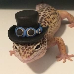 Meet your Posher, Jessie